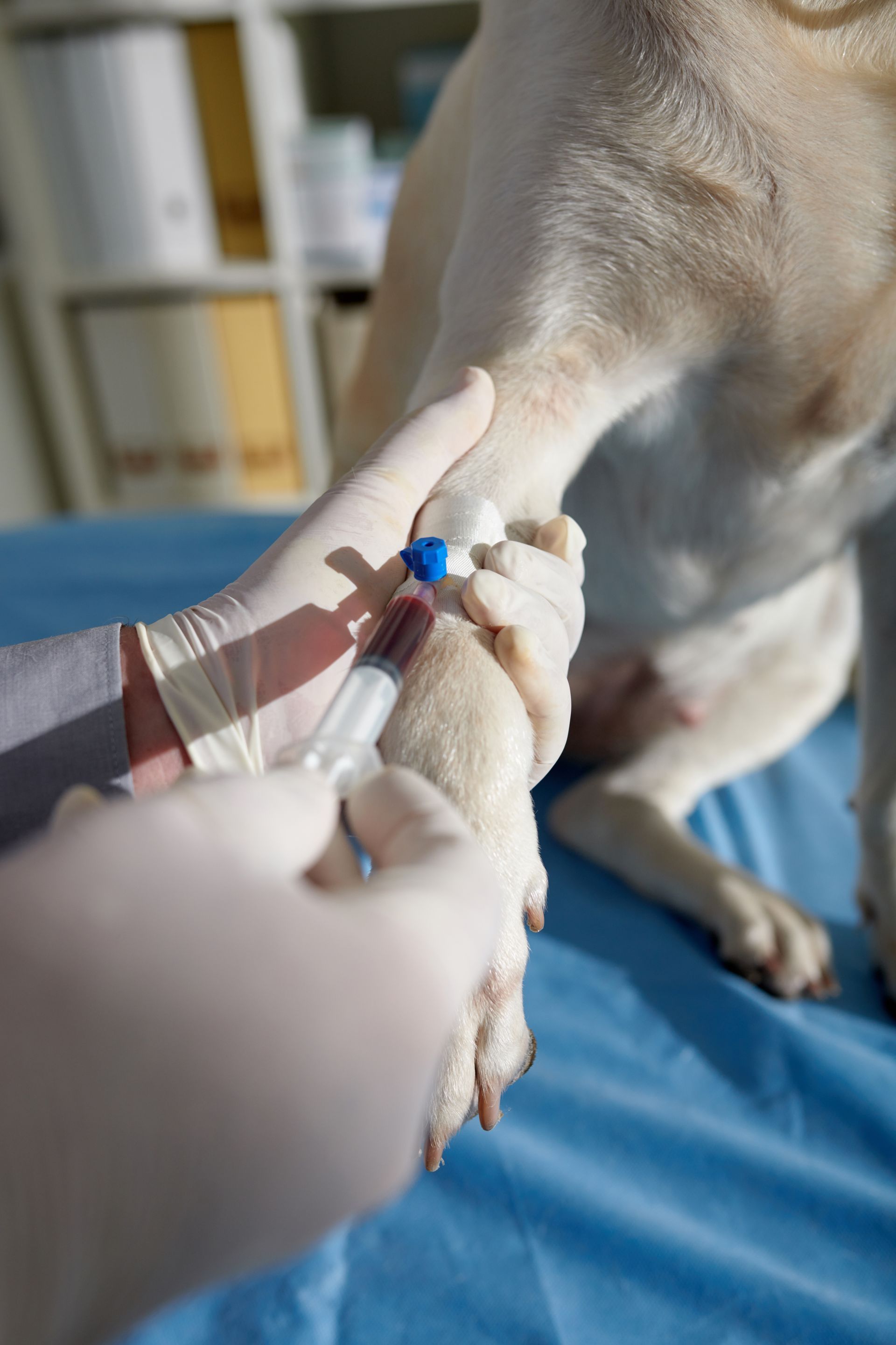 veterinarian taking blood sample