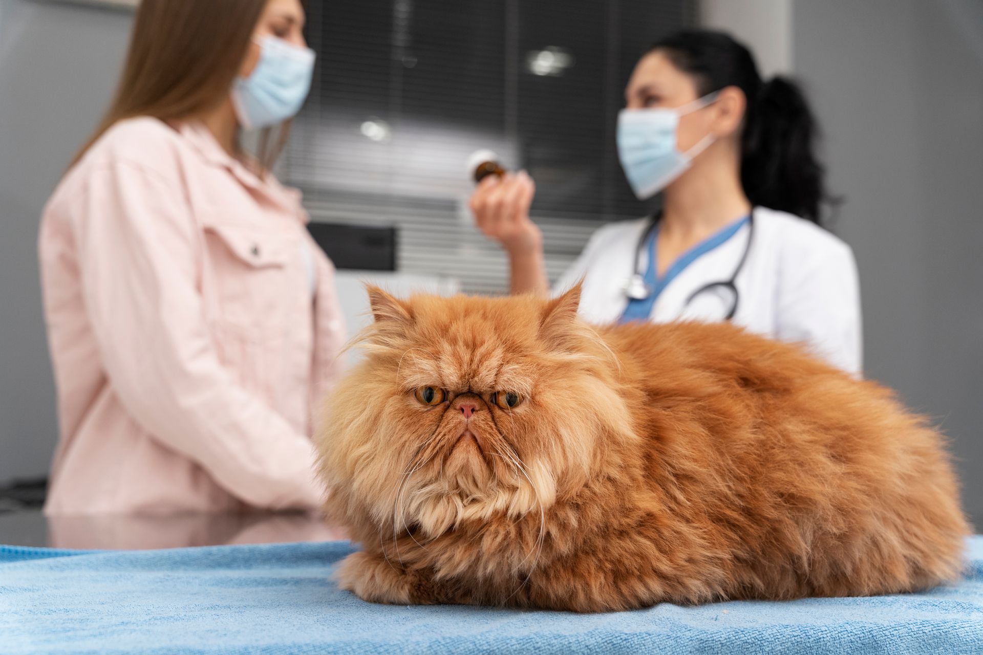veterinarian taking care pet