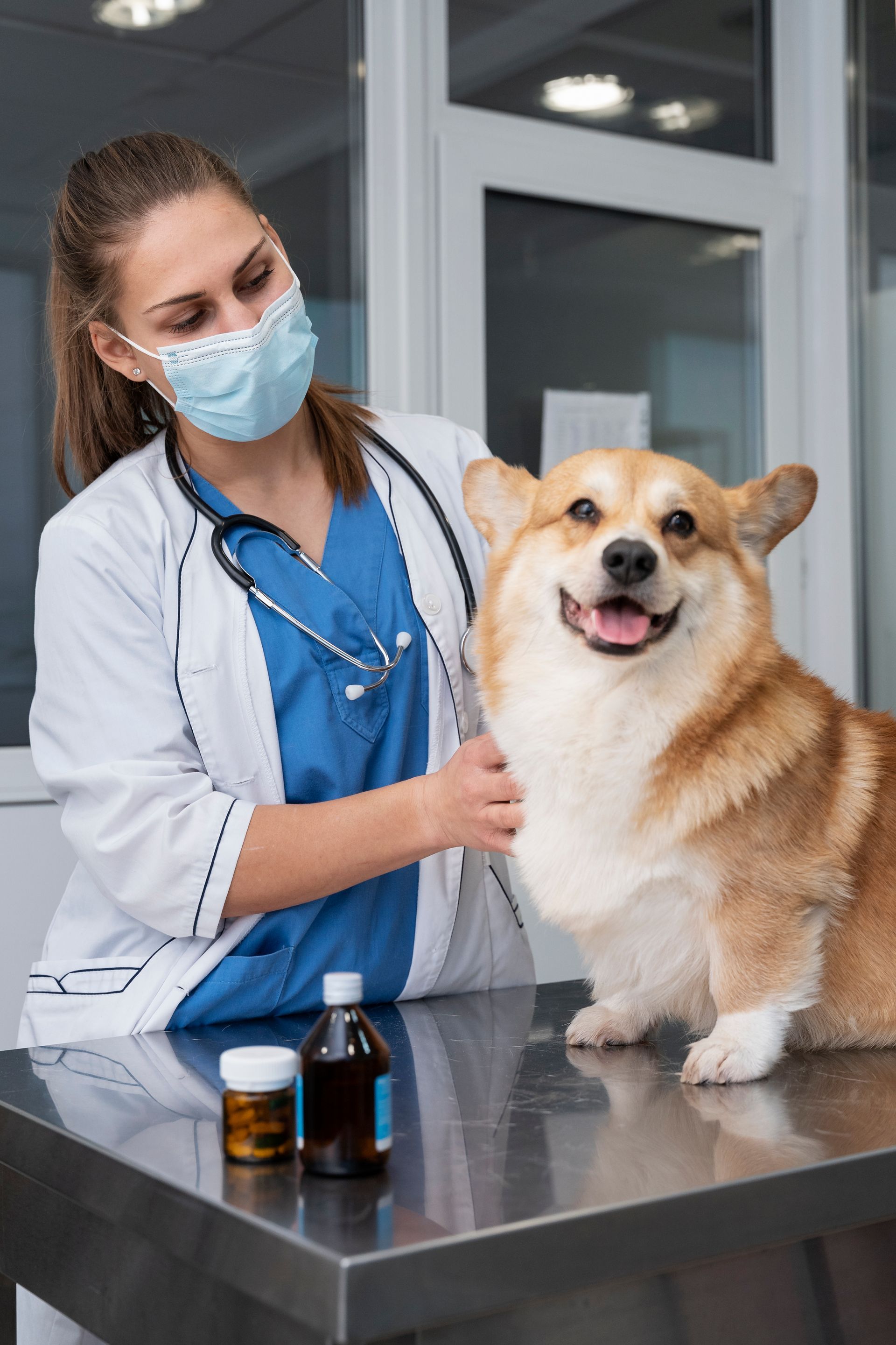 veterinarian taking care pet dog