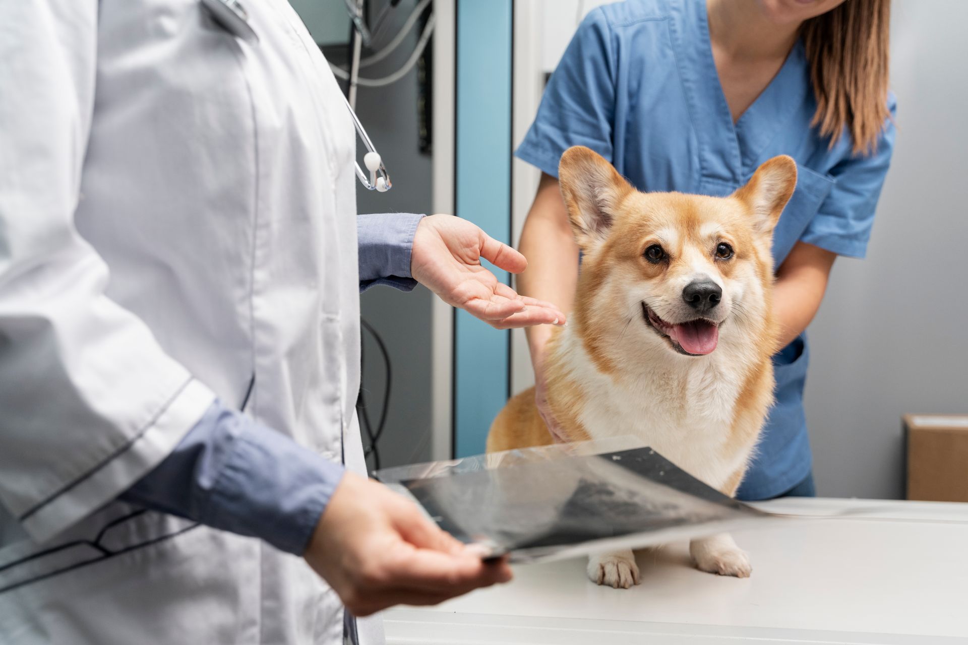 vet holding a dog's x-ray