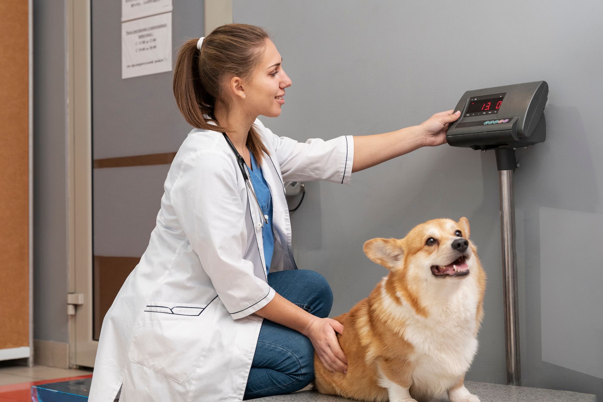doctor weighing a pet dog
