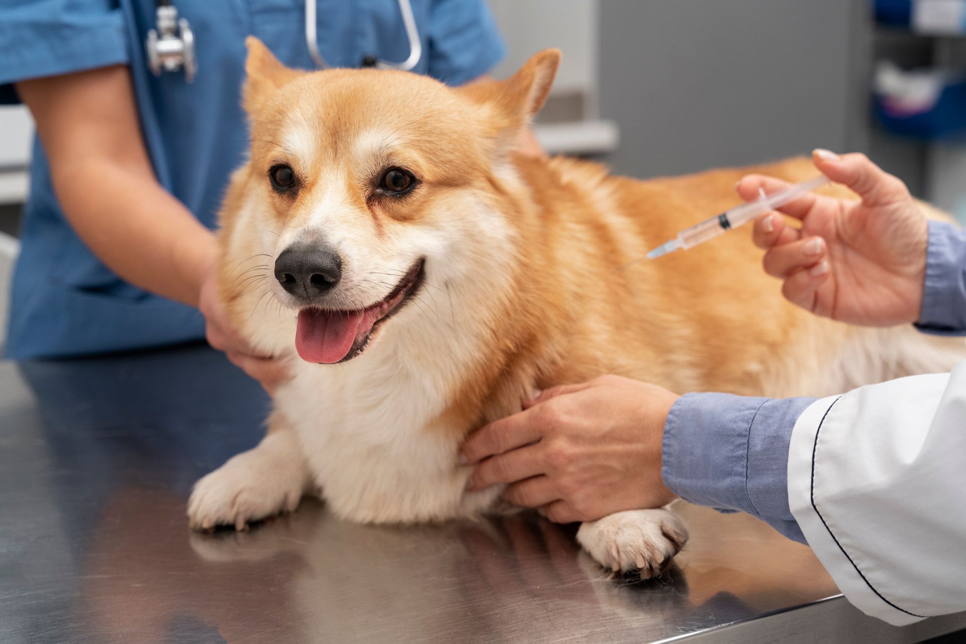 a veterinary doctor examining a pet dog