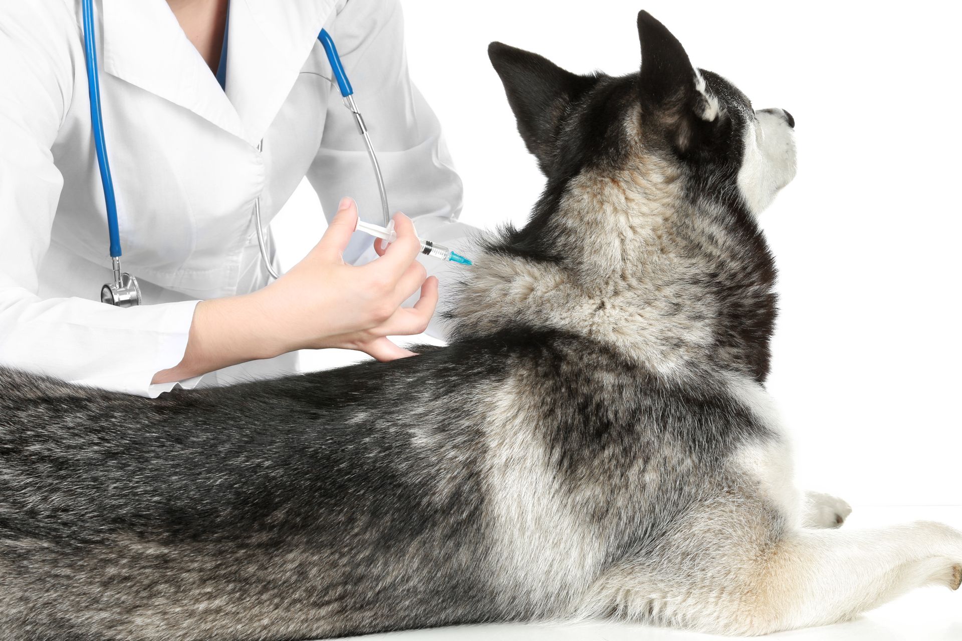 A veterinarian is giving a dog an injection