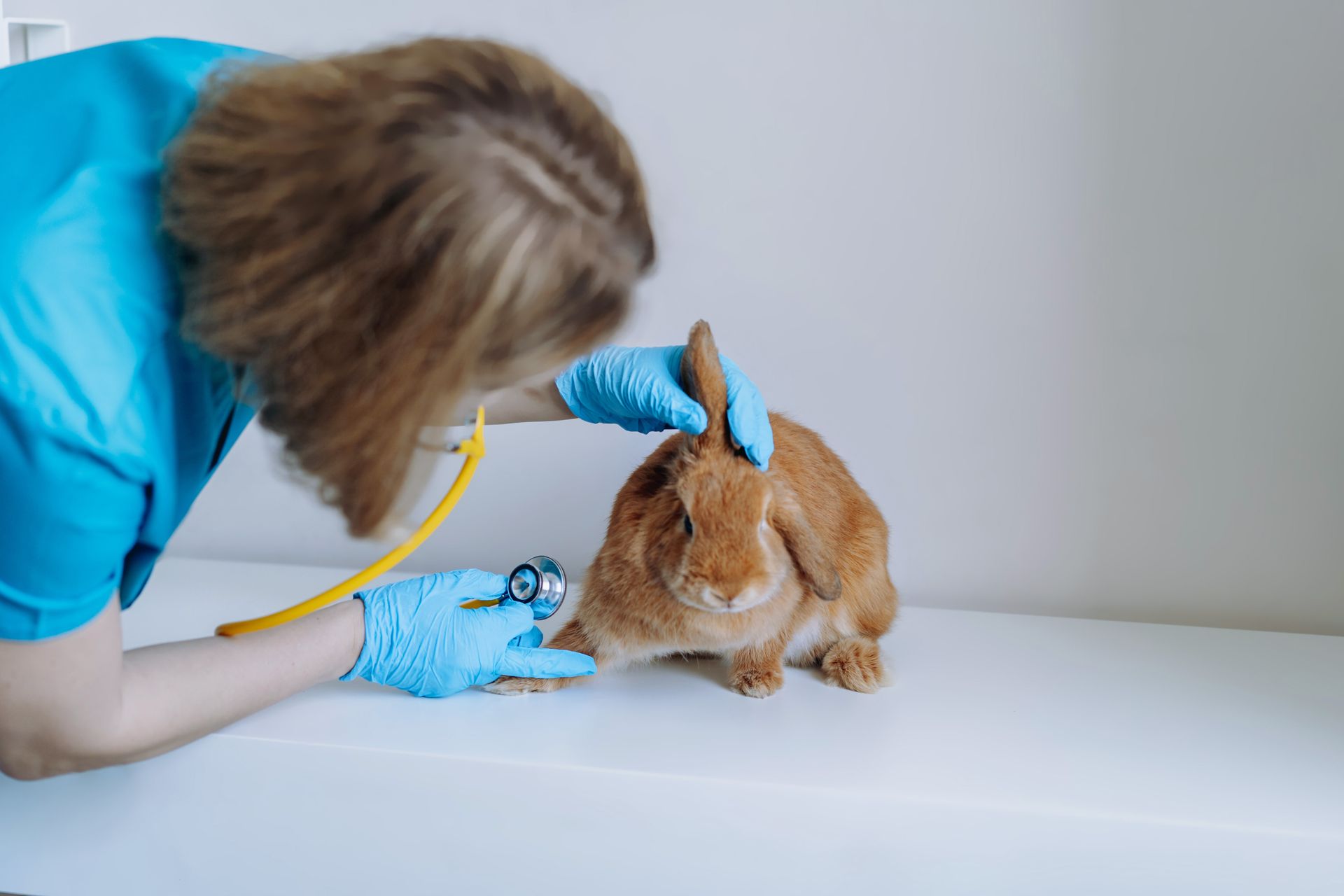 female vet checking up on a rabbit