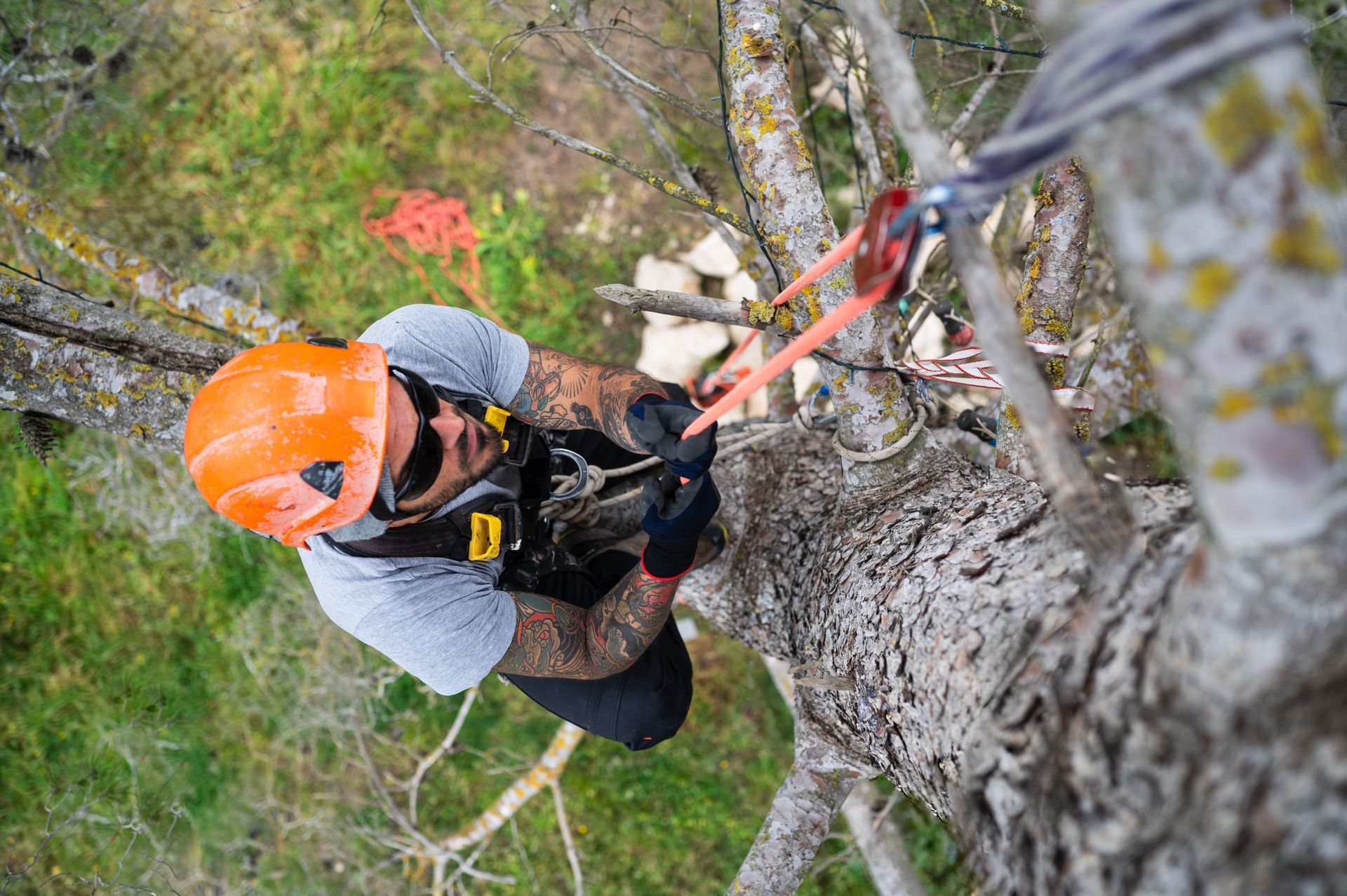 Arborist in orange helmet and safety gear, working on a tree, securing ropes.