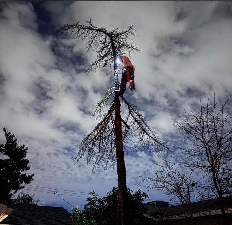 Fallen tree blocks a rural road, green leaves scattered, clear sky, sunny day.