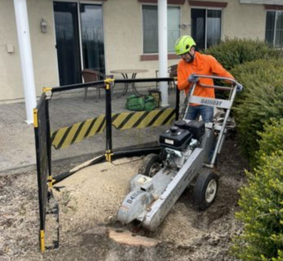 Palm trees line a street under a bright blue sky, with a 