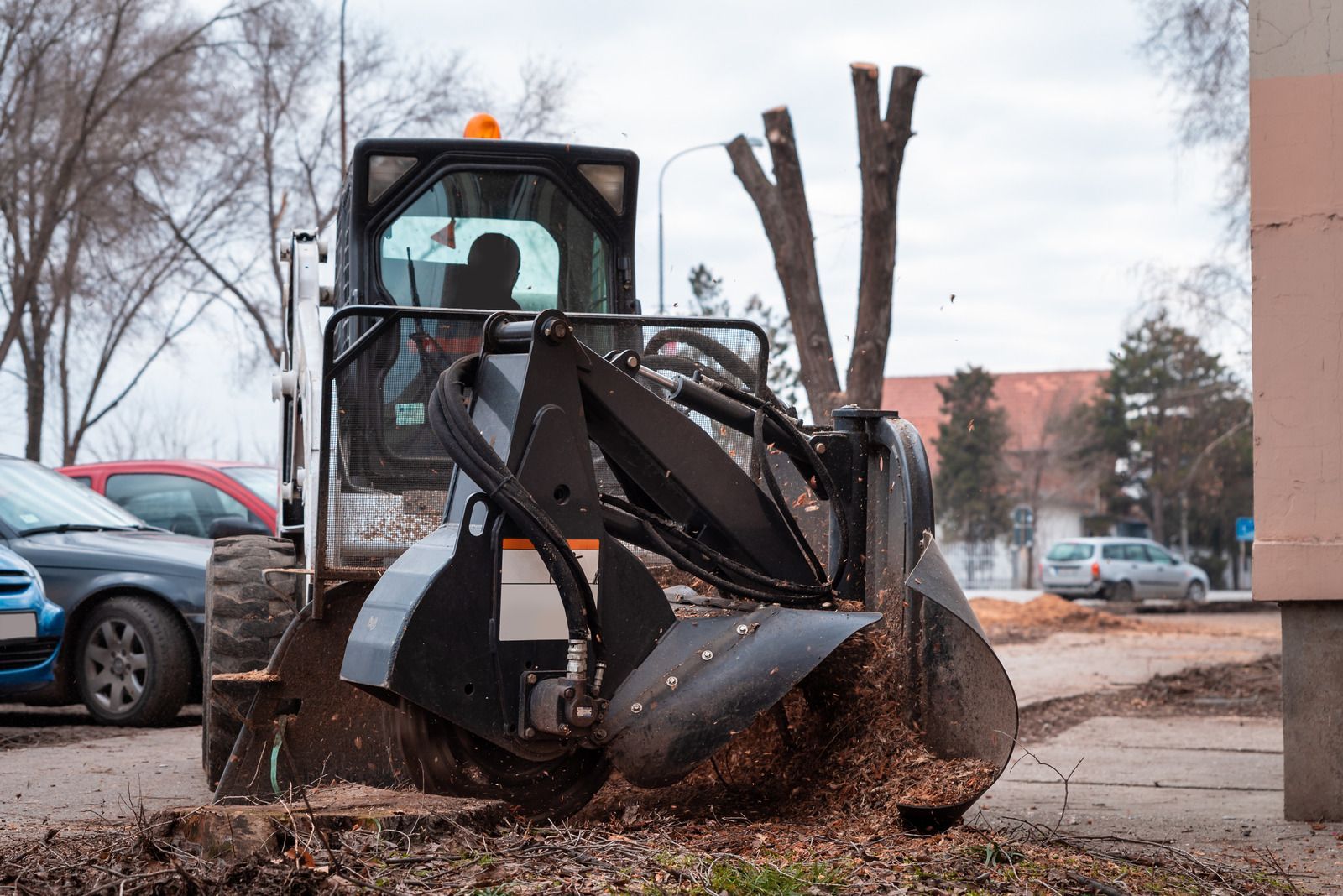 Bobcat stump grinder grinding tree stumps on a city sidewalk.