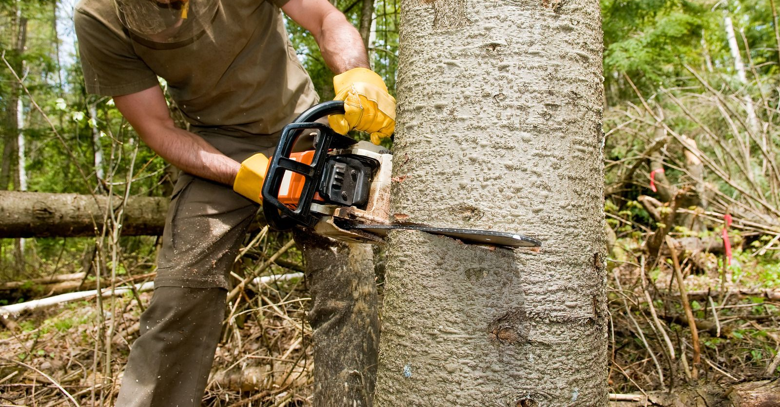 Person in work clothes using a chainsaw to cut down a tree outdoors.
