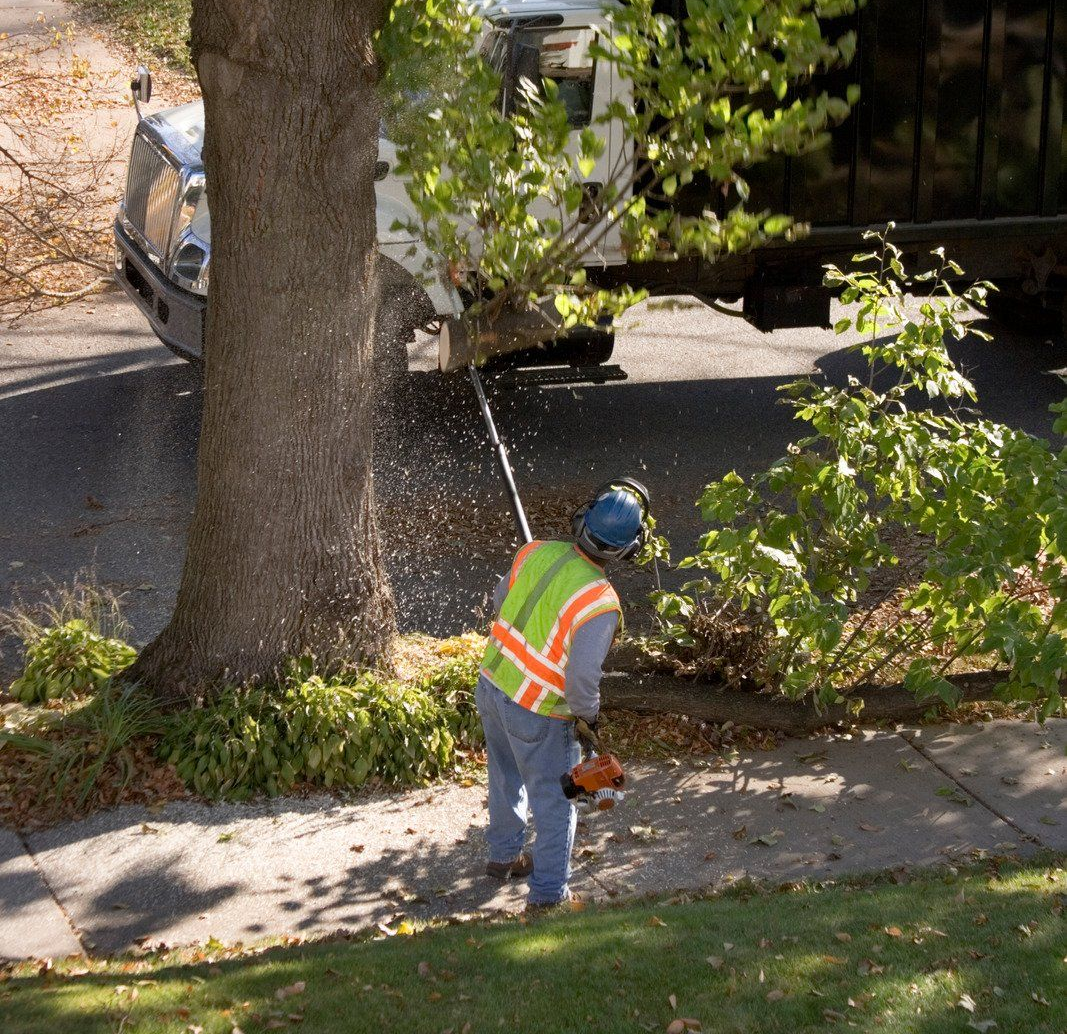 Arborist wearing safety gear uses a chainsaw to trim a tree on a residential street.