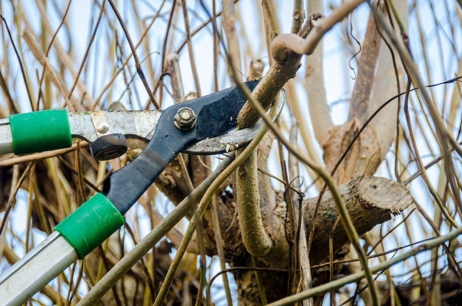 Pruning shears cutting a brown branch in a shrub with green handles, close-up.