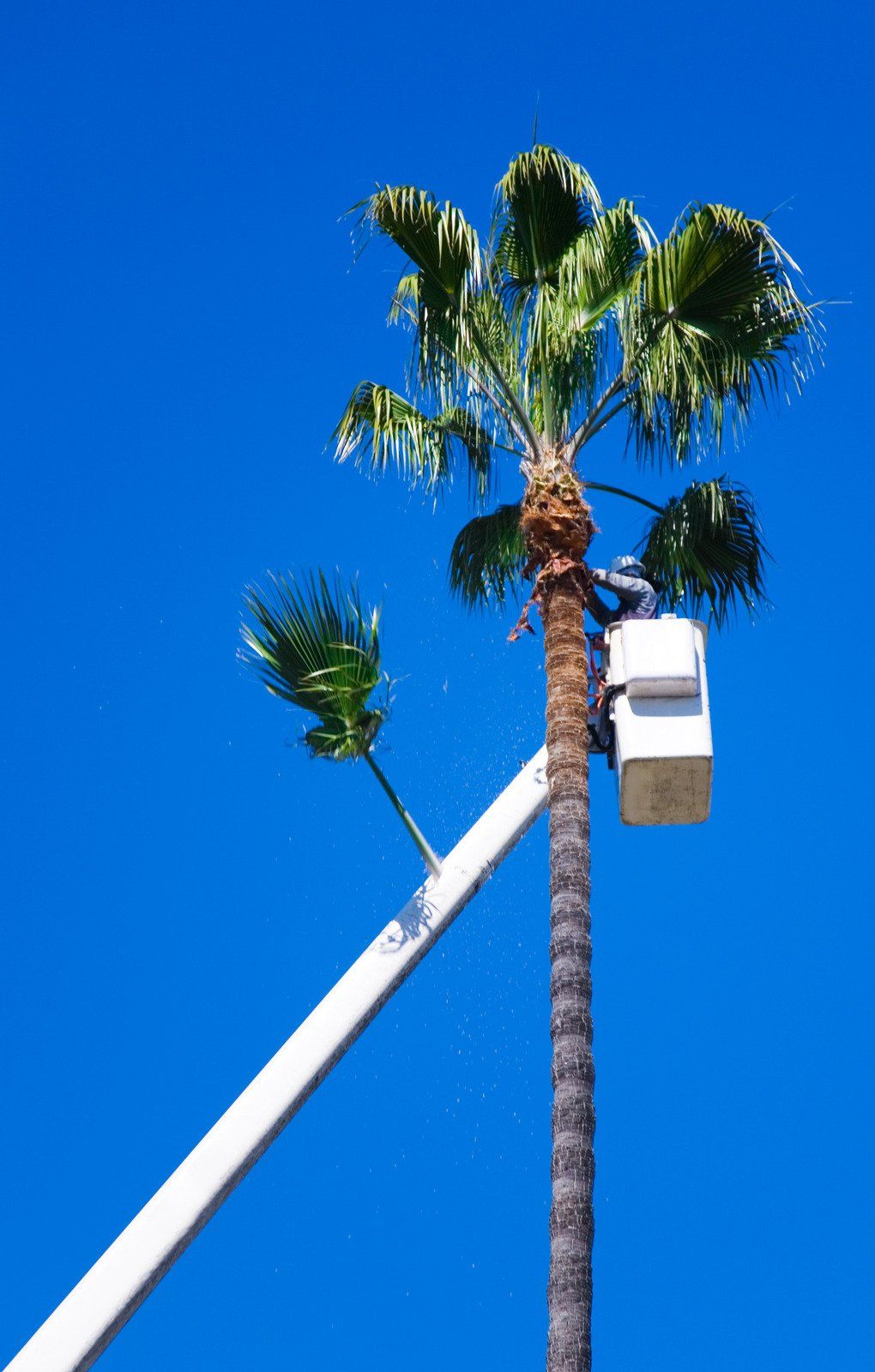 Man in a bucket lift trimming a tall palm tree against a bright blue sky.