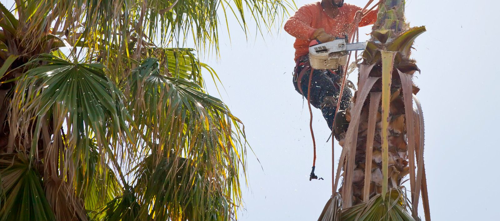 A tree worker in an orange shirt uses a chainsaw to cut a palm tree.