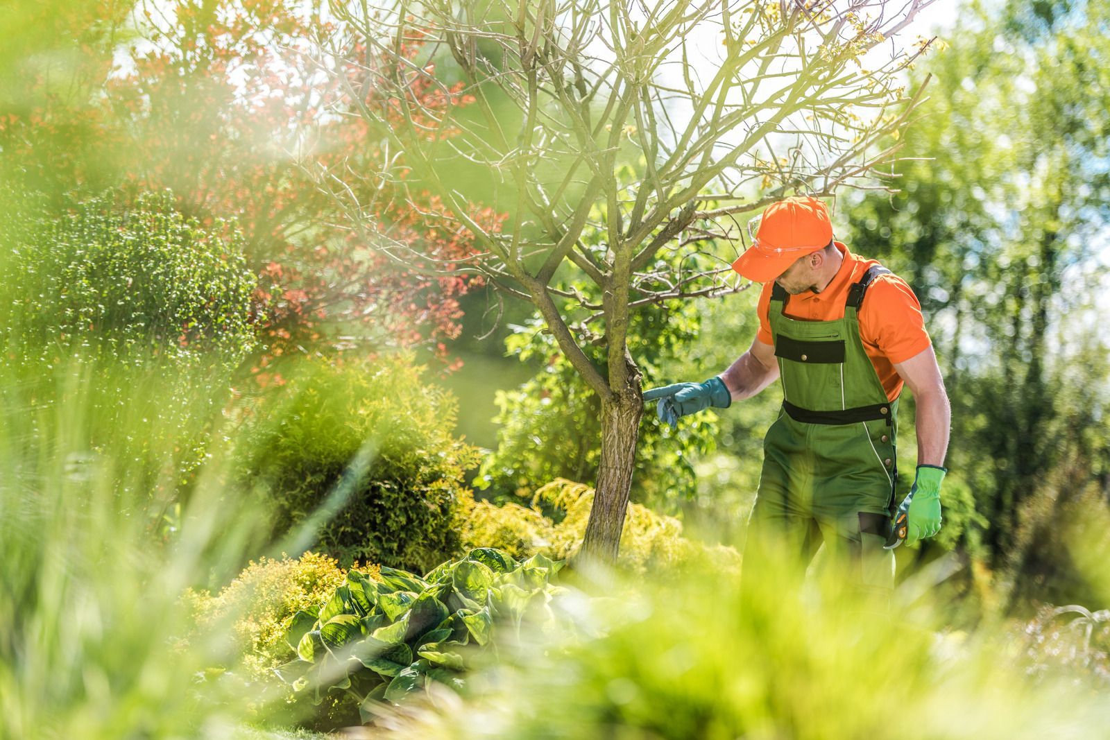 Gardener in orange hat and green overalls spraying a tree in a sunny garden.