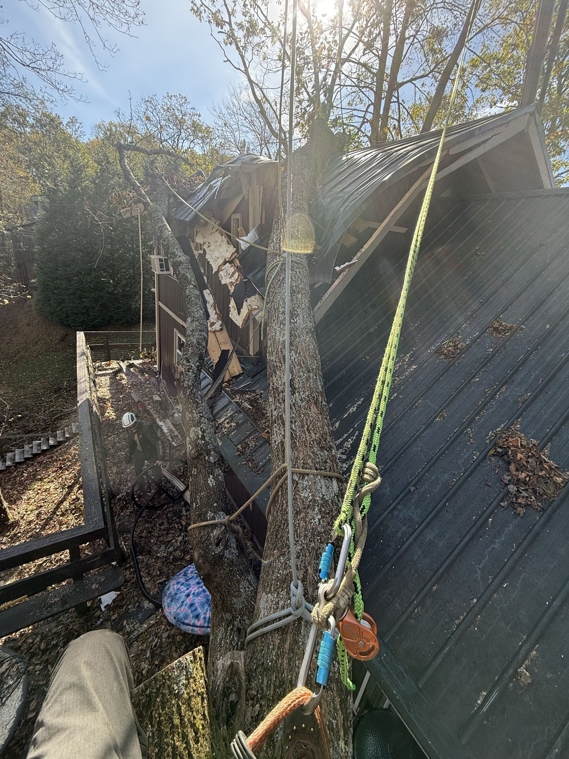 A person is climbing a tree on top of a roof.
