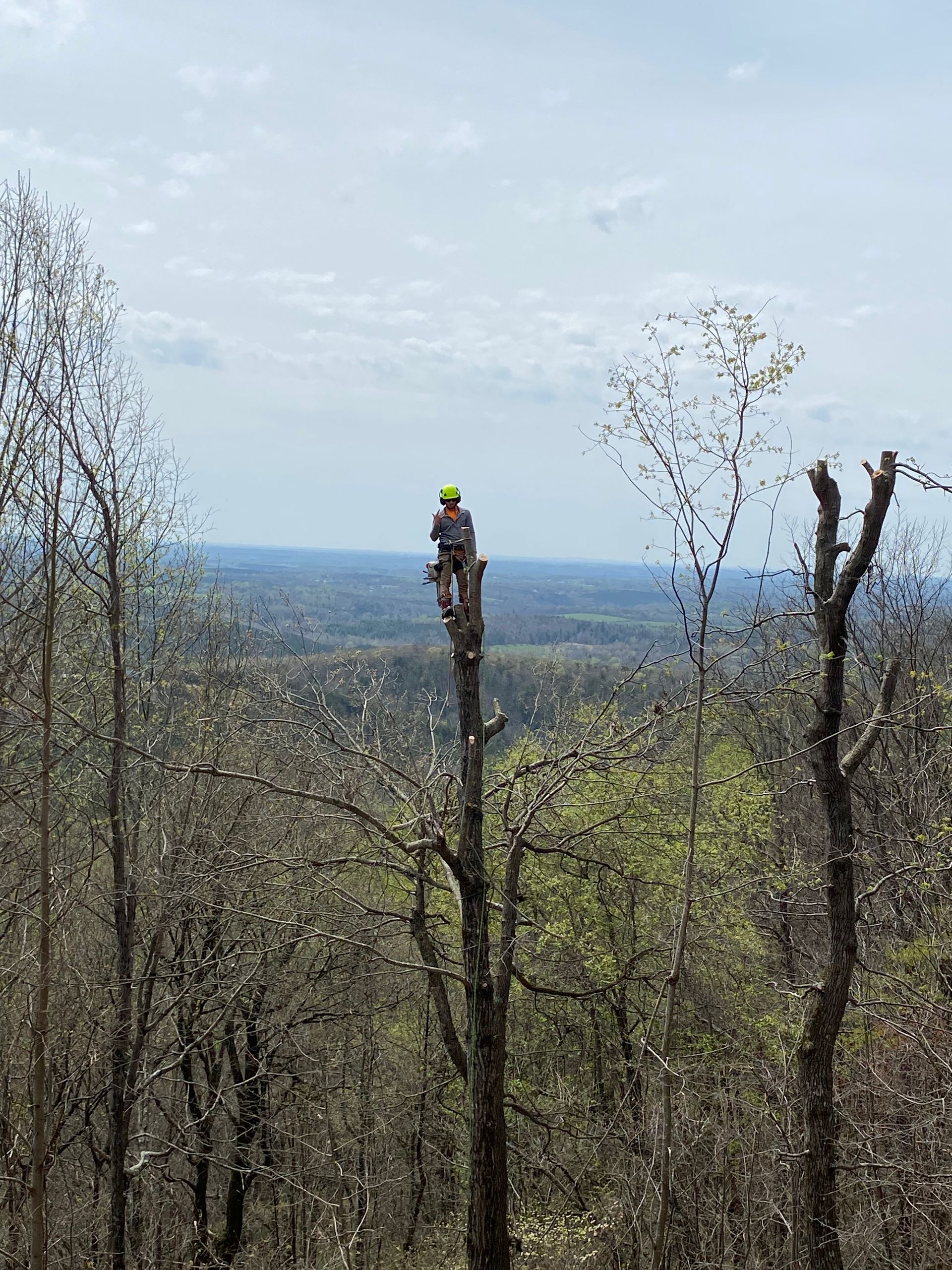 A man is standing on top of a tree in the middle of a forest.