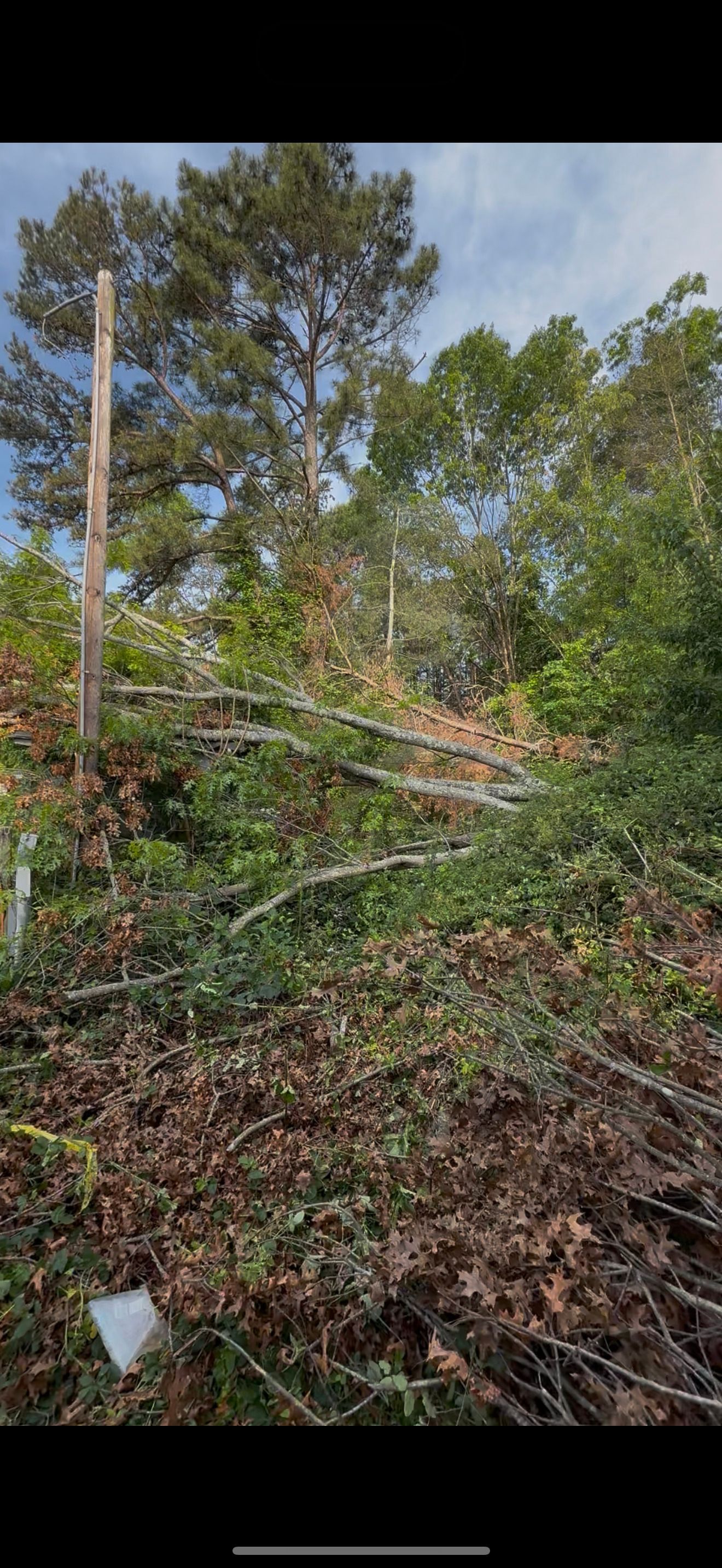 A pile of branches and leaves in the middle of a forest.
