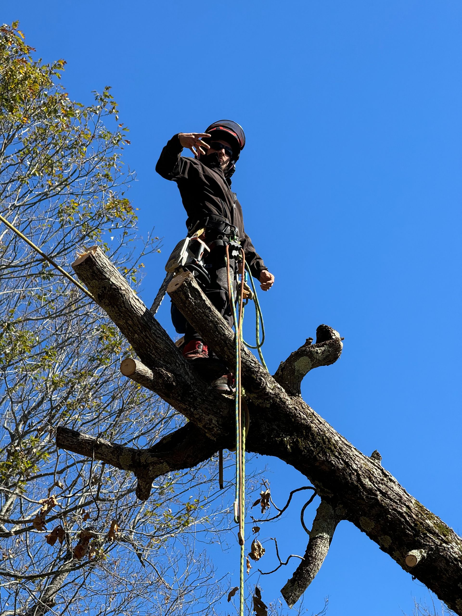 A man is standing on top of a tree branch