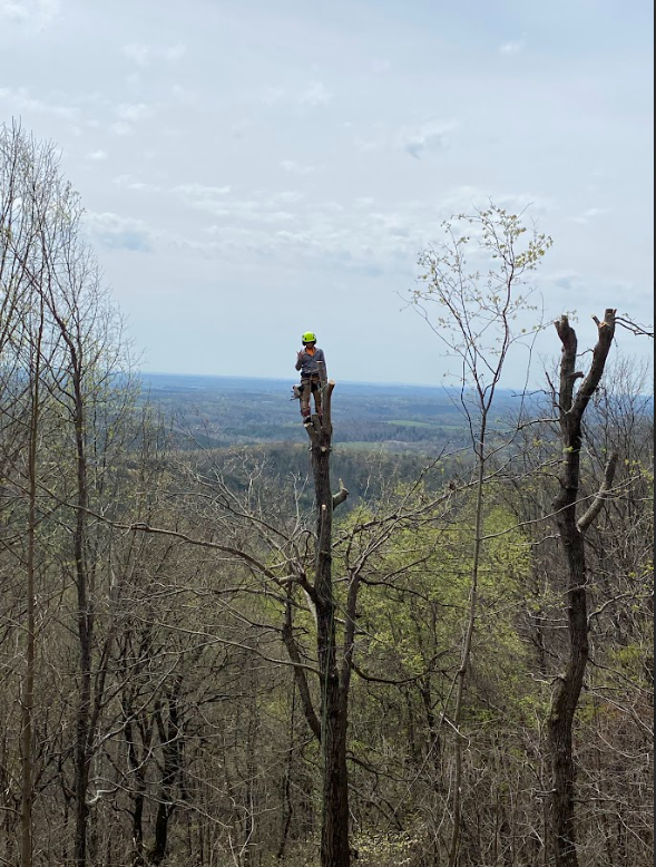 A man is standing on top of a tree in the middle of a forest.