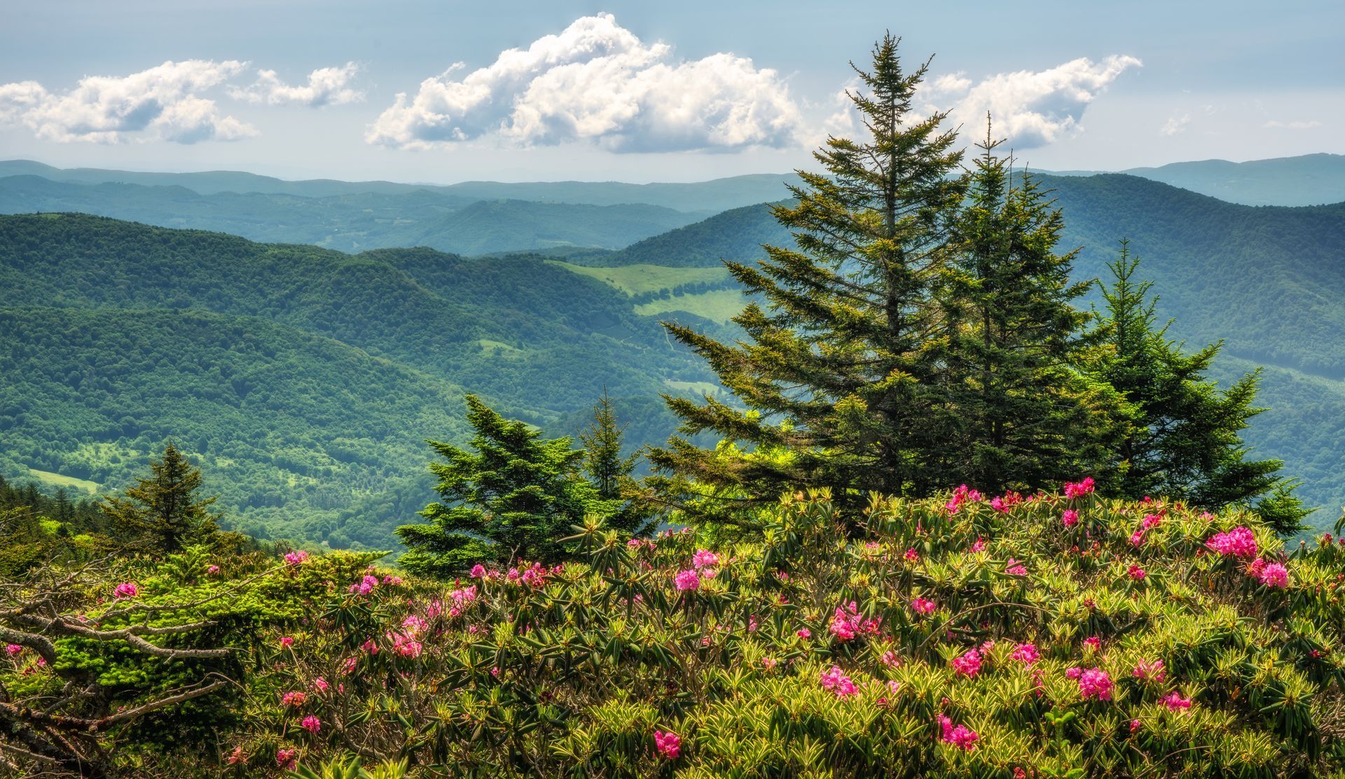 A view of Roan Mountain State Park mountain range with trees and flowers in the foreground.