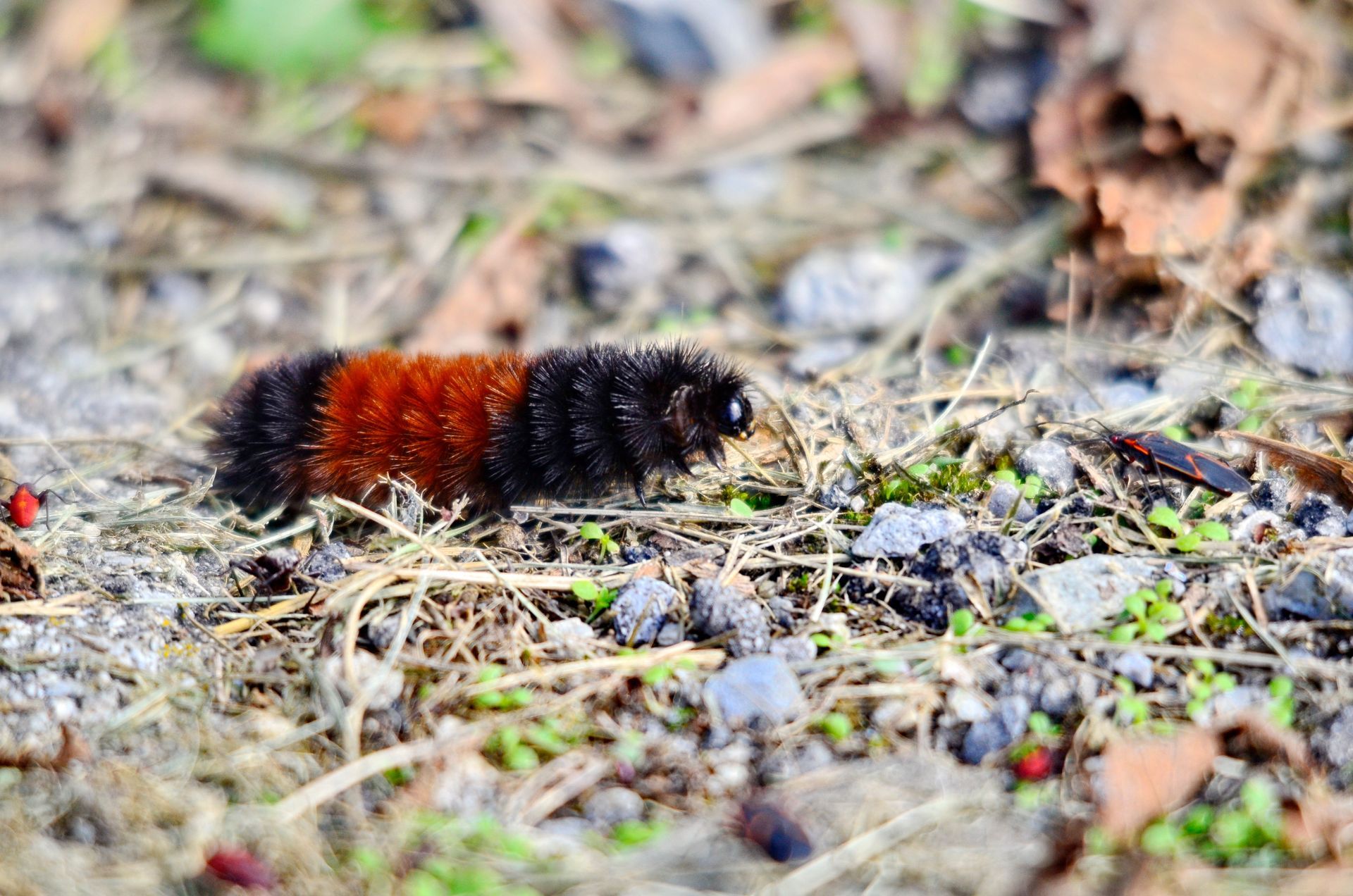 A close up of a woolly worm crawling on the ground.