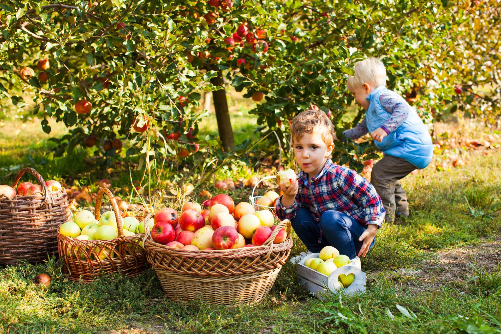 Two young boys are picking apples from an apple tree in an orchard.