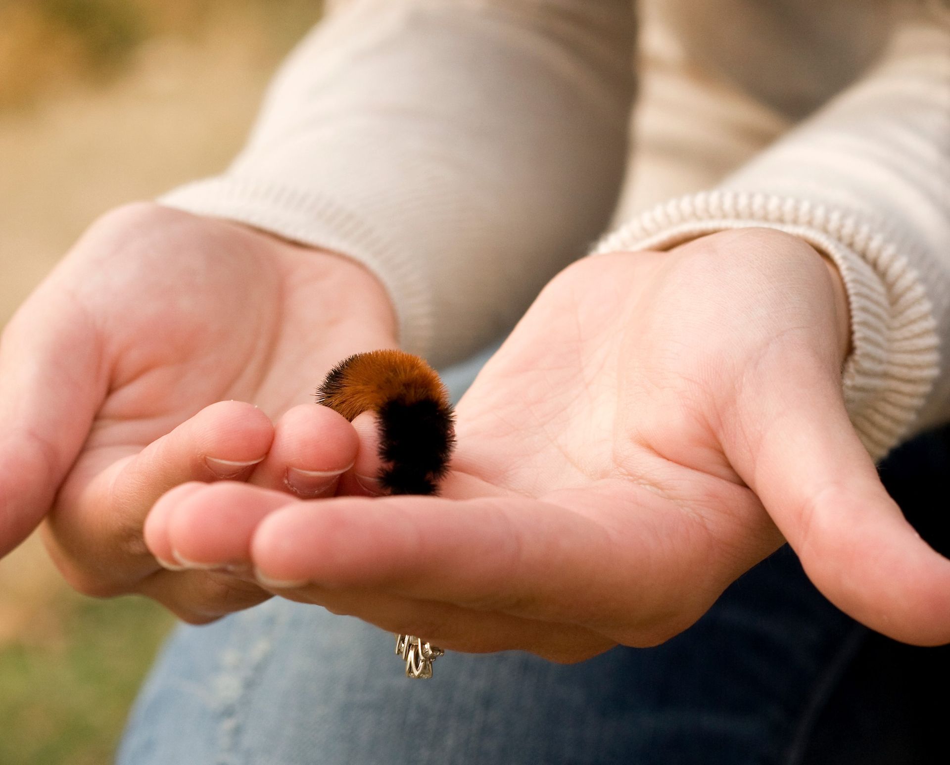 A person is holding a small caterpillar in their hands