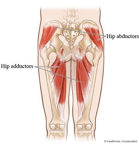 Hip Muscles