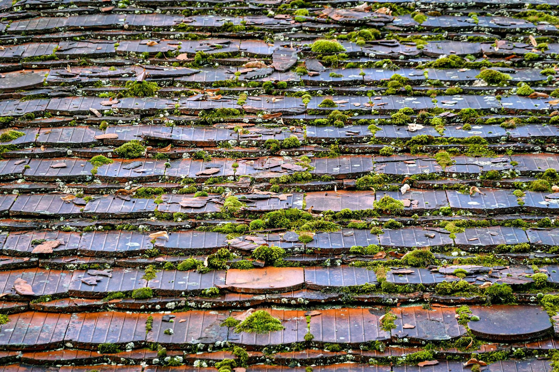 A close up of a roof with moss growing on it.