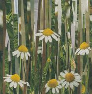 A bunch of daisies are growing in a field
