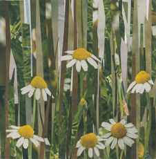 A bunch of daisies are growing in a field