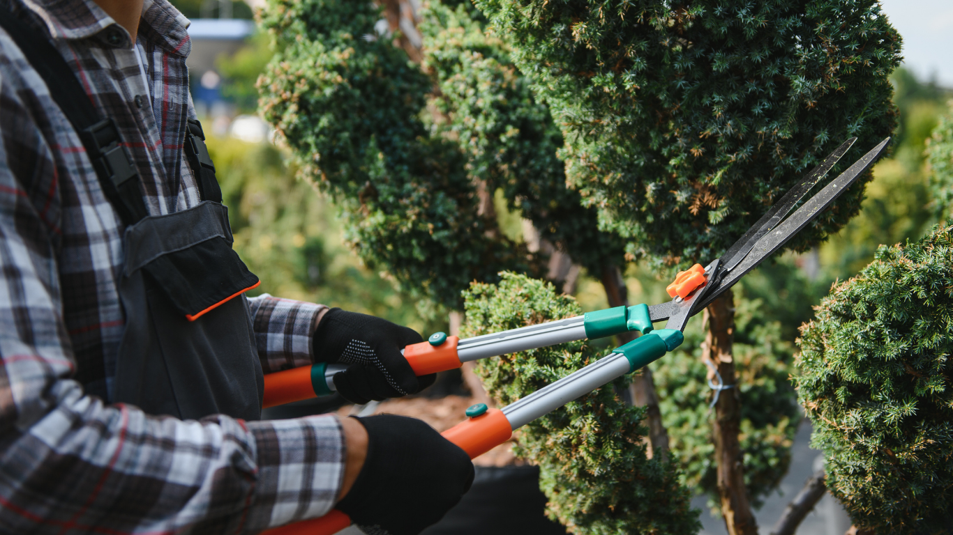 Gardener trimming a green bush with large shears outdoors.