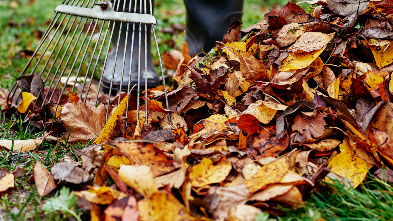 Rake gathering a pile of autumn leaves on green grass.