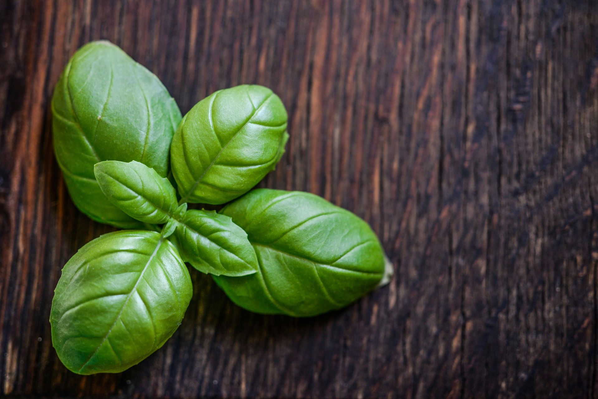 Fresh green basil leaves arranged on a rustic, dark brown wooden surface.