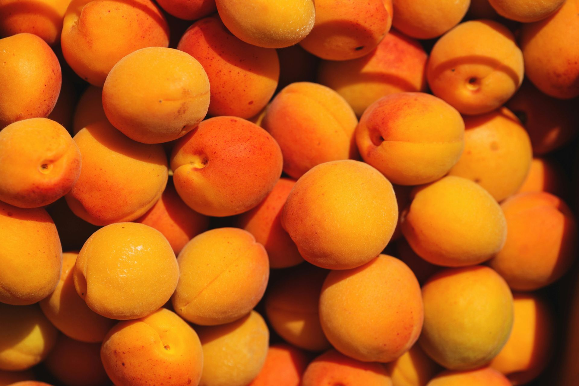Apricots