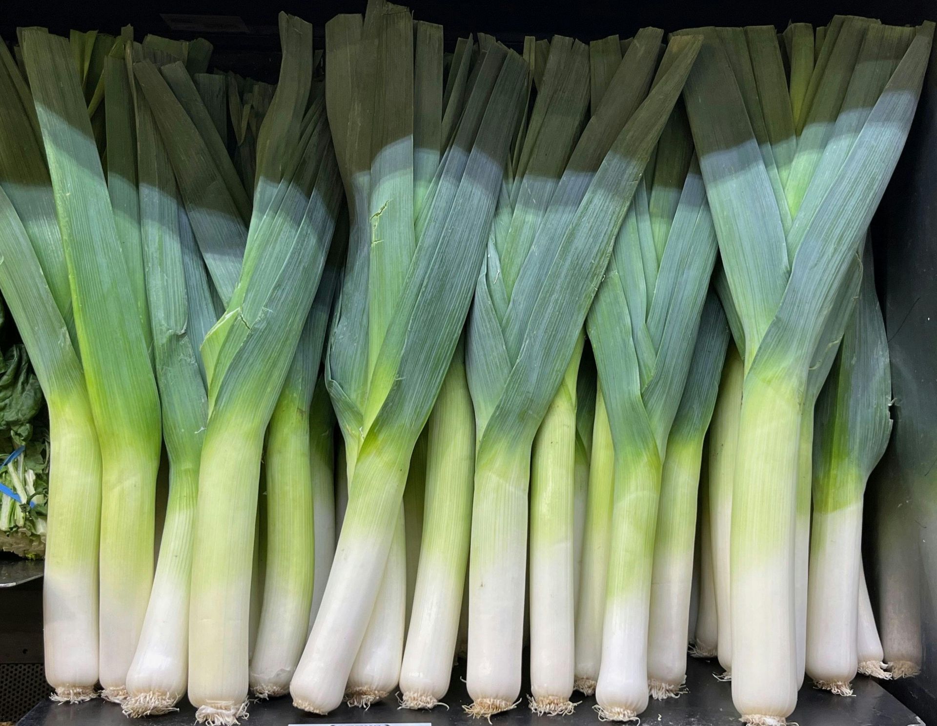 Leek
