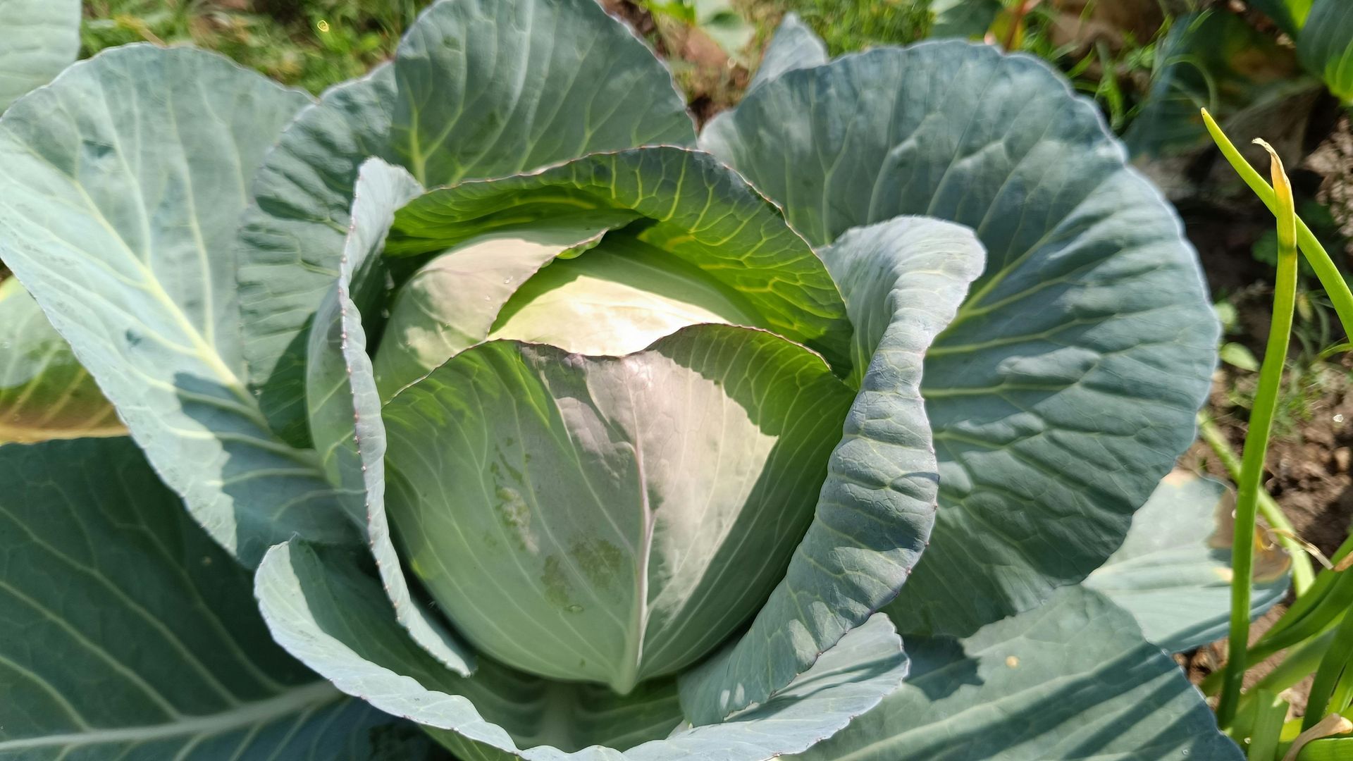 Cabbage