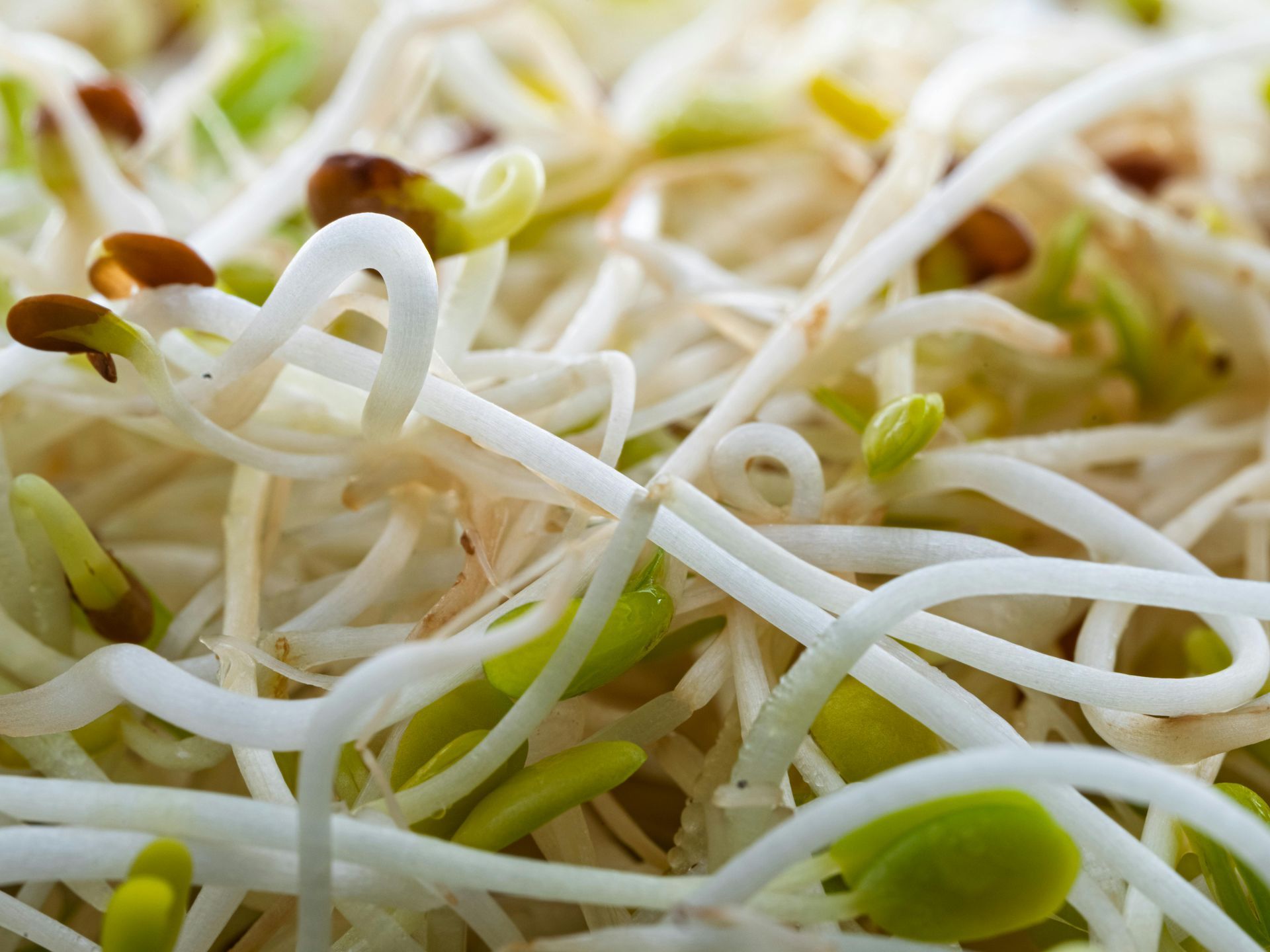 Bean Sprouts
