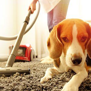 Girl vacuuming with a dog — Evansville, IN — Crystal Ball Carpet Cleaning