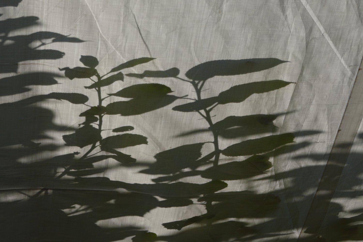 Garten tuin garden etching radierung ets friends serie