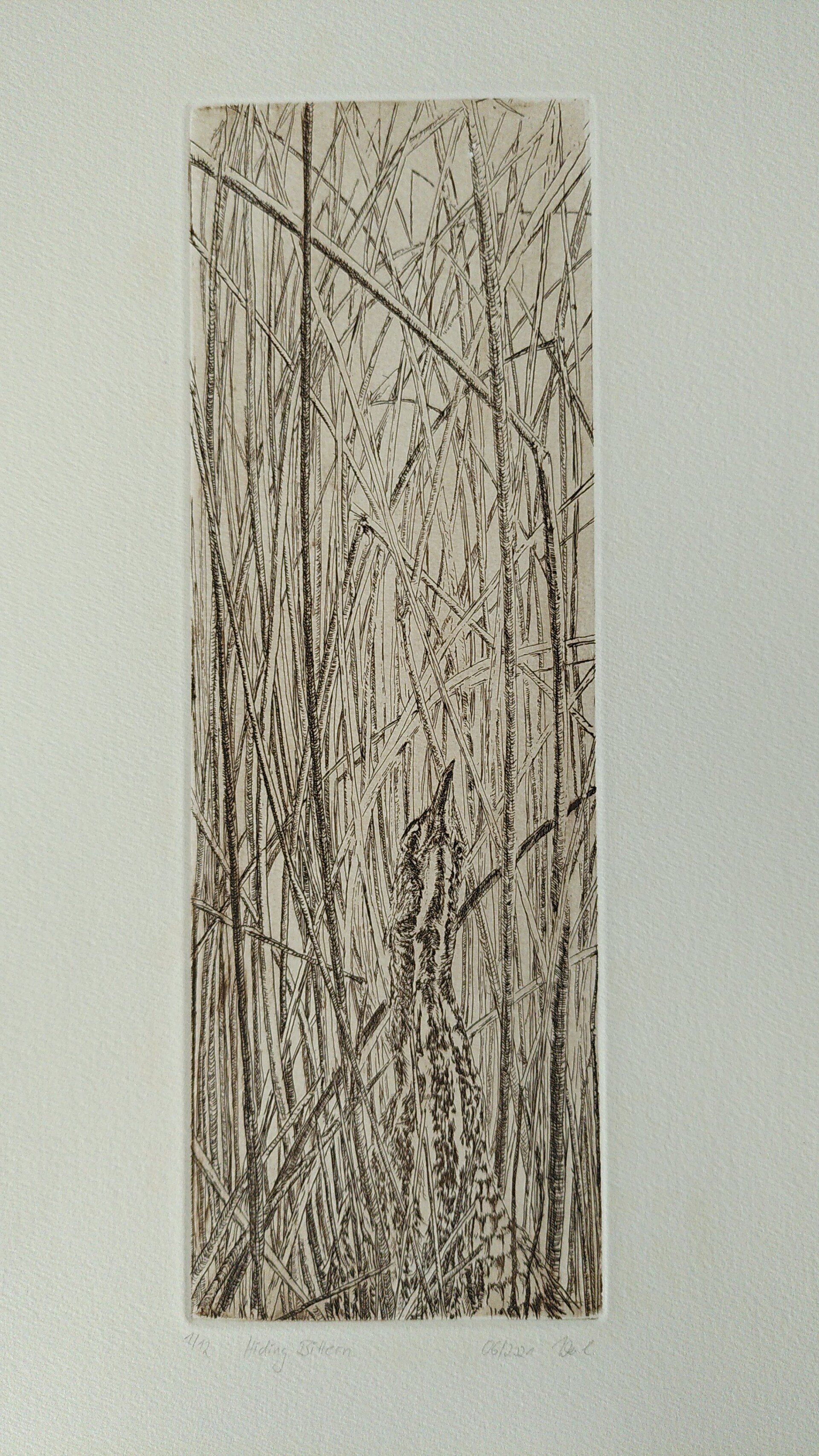 bittern rohrdommel roerdomp etching radierung riet