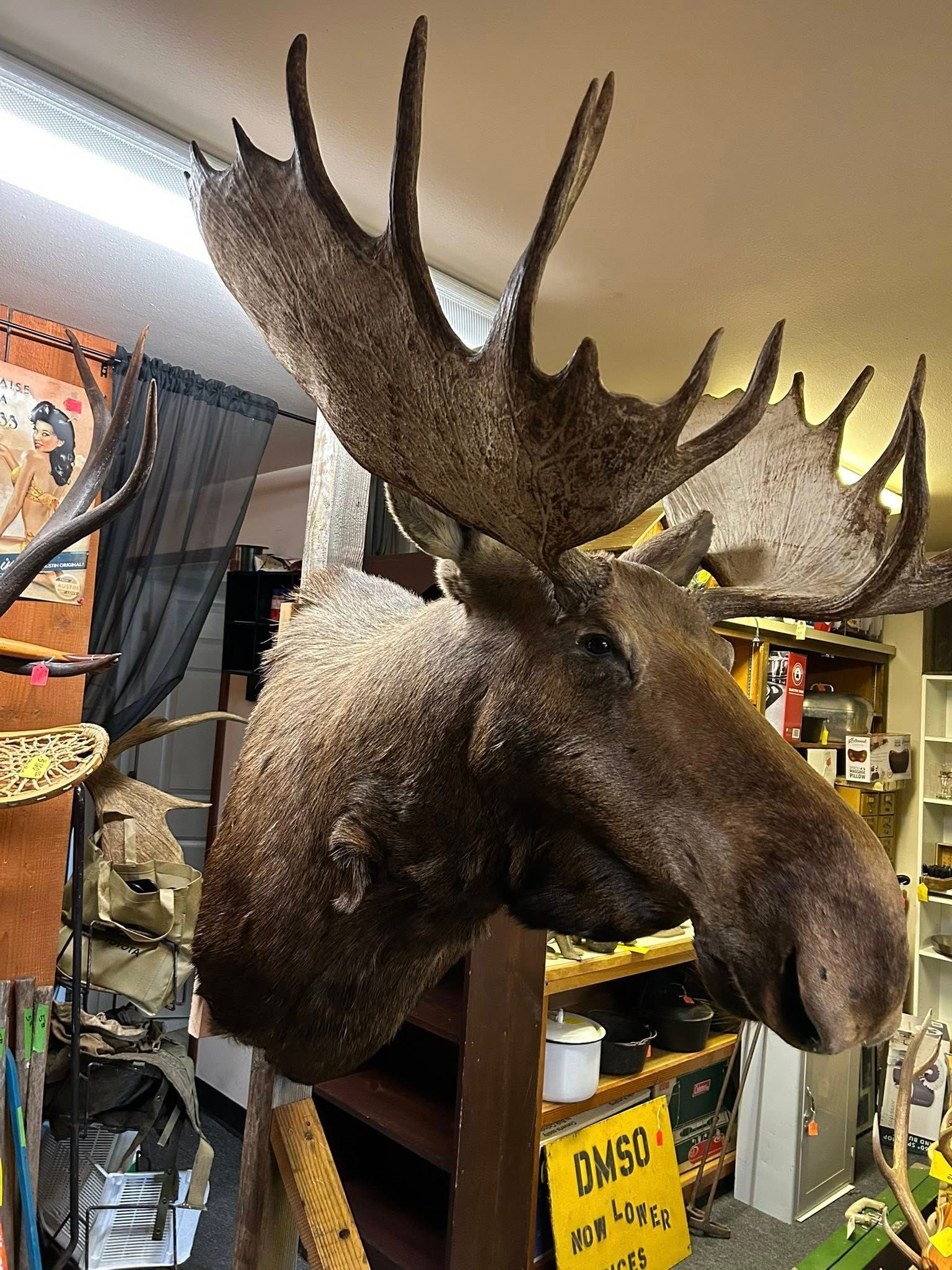 Mounted moose head with large antlers; indoors, cluttered shop.