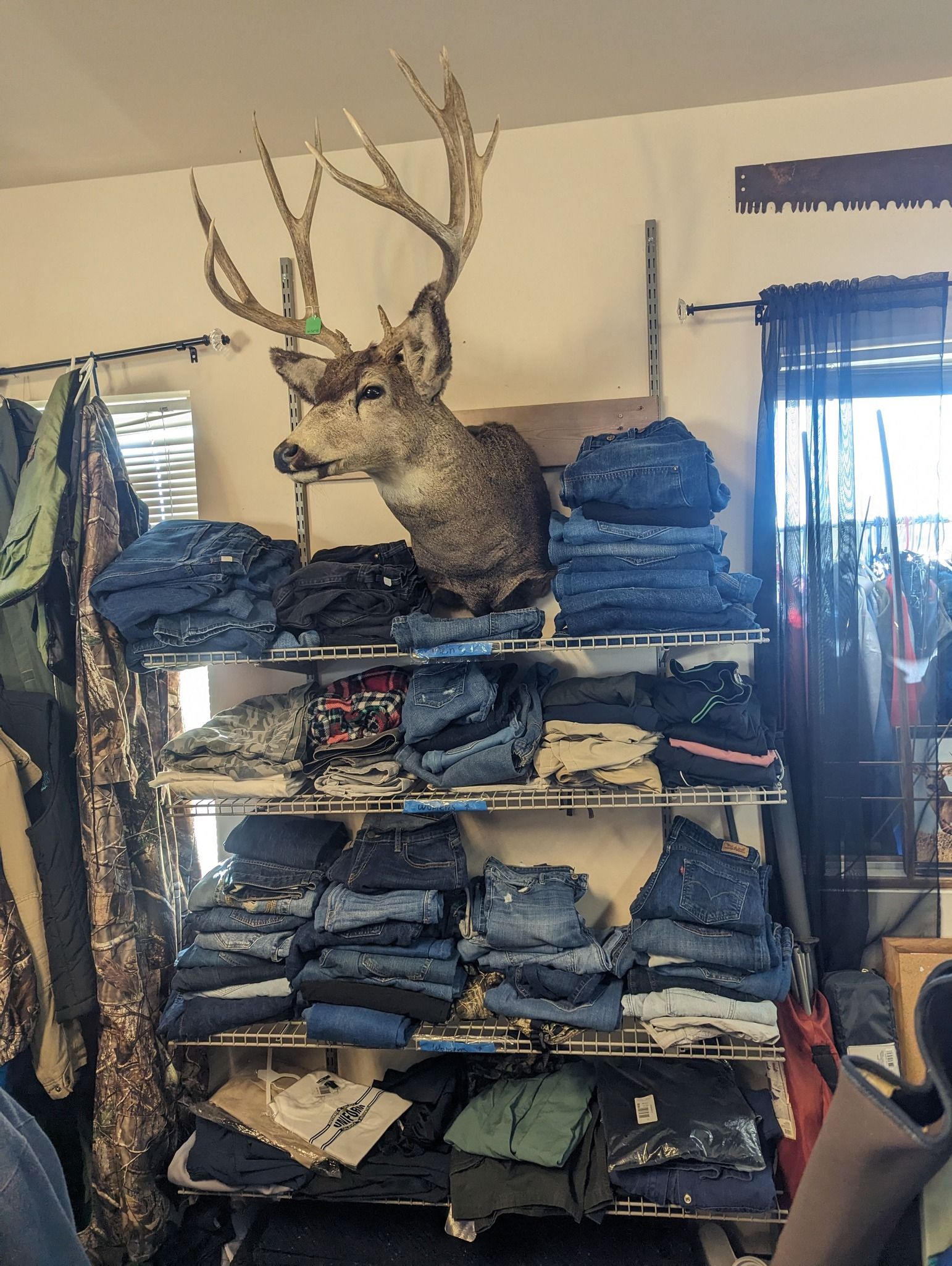Taxidermied deer head above a shelf of folded denim jeans in a room.