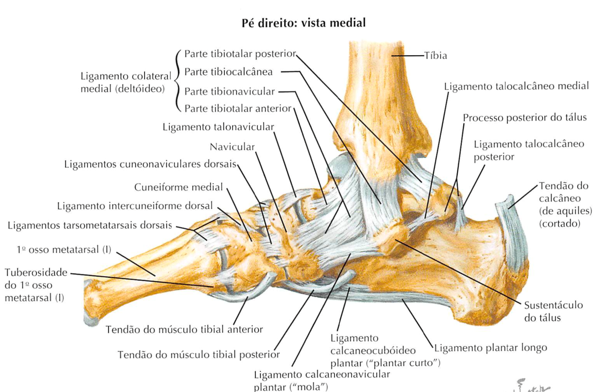 igamentos-tornozelo-dr-ivan-giarola-ortopedista-tornozelo-sao-paulo