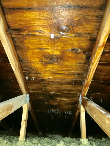 Mold removal Calgary