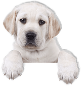 home Hollis Center ME Hollis Animal Clinic home Hollis Center ME Hollis Animal Clinic