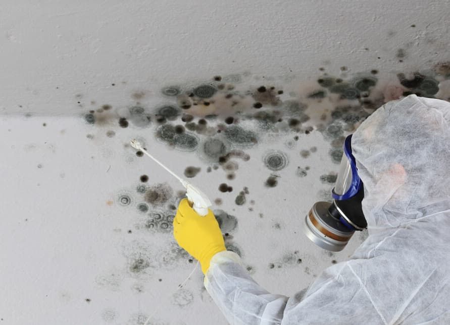 A Person Is Spraying Mold On A Wall With A Spray Bottle — Breathe Easy Solutions In Jamboree Heights, QLD