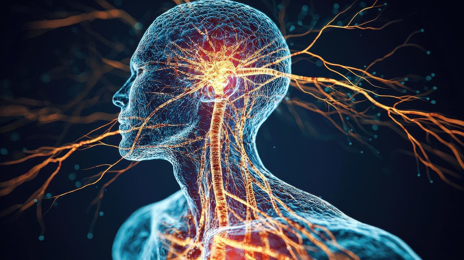 Digital illustration of human head and brain showing glowing neural pathways and connections representing nervous system activity