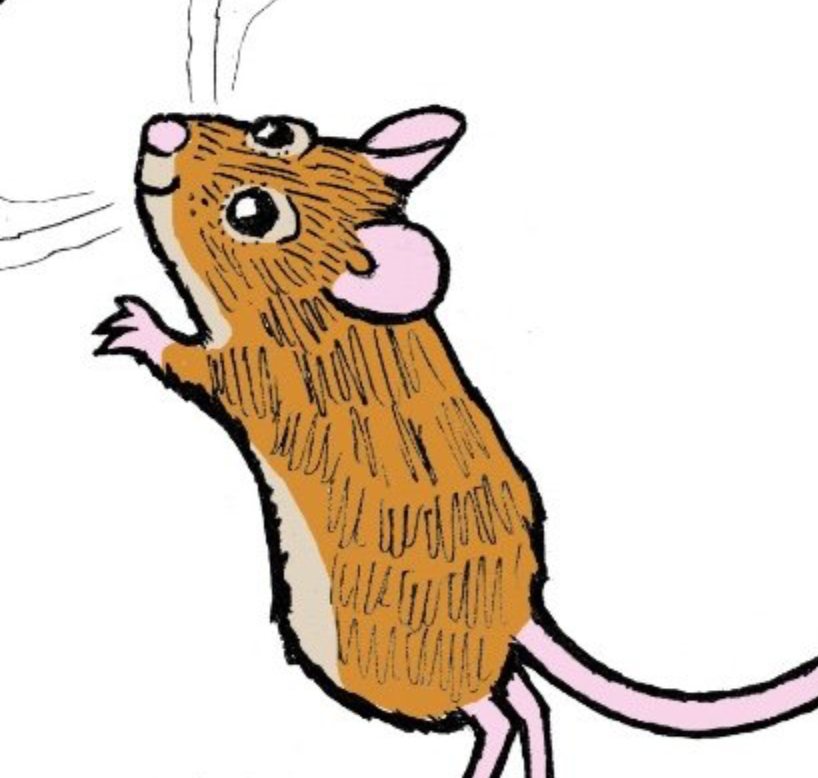 line drawings, mouse, exhibition, leopold, animals and us, bolton museum,