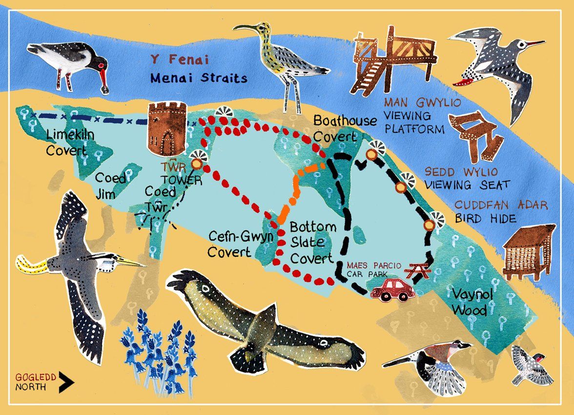 decorative, birds, nature, welsh, wales, bangor, anna violet illustrator,